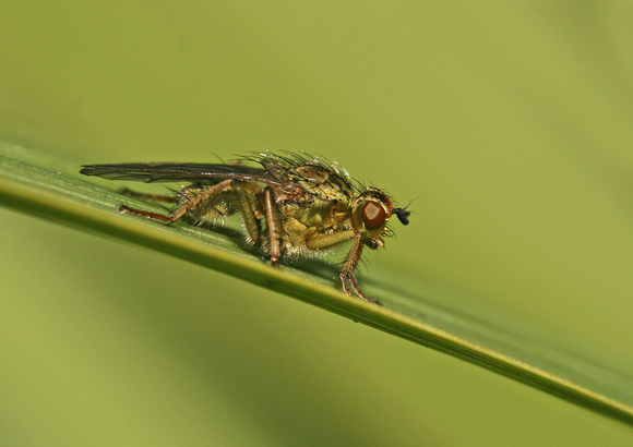 Dung fly