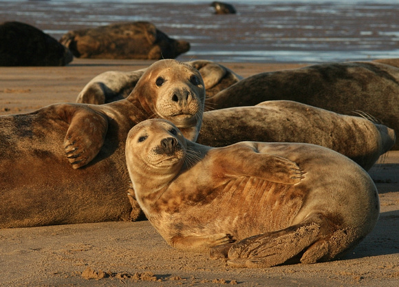 Grey seals - Halichoerus grypus