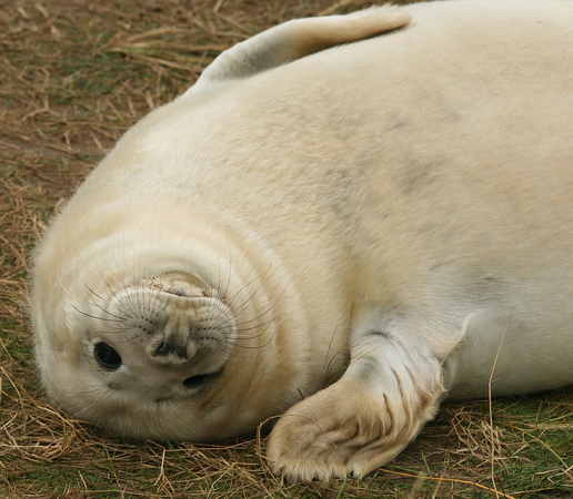 Grey seal pup - Halichoerus grypus