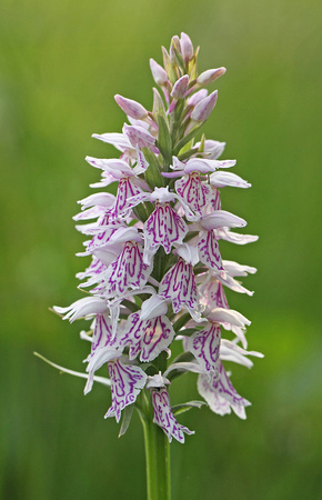 Heath Spotted Orchid - Dactylorhiza maculata