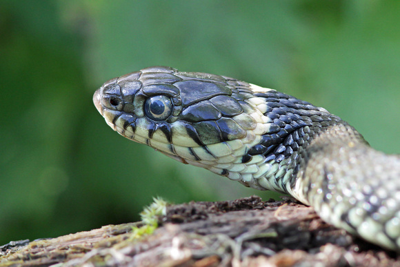 Grass Snake - Natrix natrix