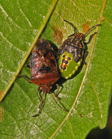 Parent Bug - adult and nymph