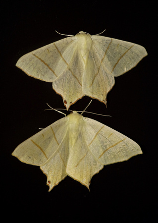 Swallow-tailed moths - Ourapteryx sambucaria