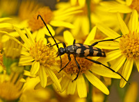 Longhorn Beetle - Leptura quadrifasciata