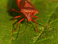 Hawthorn shield bug - Acanthosoma haemorrhoidale