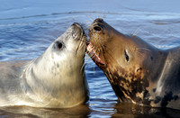 Grey seals - Halichoerus grypus