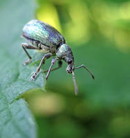 Whiskered weevil