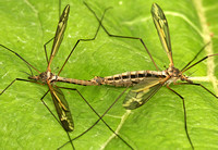 Craneflies - Tipula lateralis (possibly)