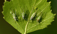 The four aphids of the apocalypse (and sundry camp followers)