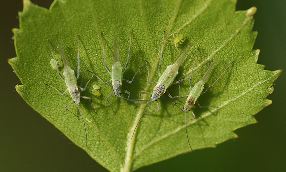The four aphids of the apocalypse (and sundry camp followers)