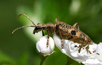Longhorn beetle - Rhagium mordax