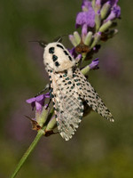 Leopard Moth - Zeuzera pyrina