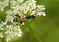 Longhorn Beetle - Rutpela maculata