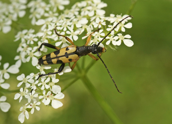 Longhorn Beetle - Rutpela maculata
