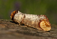 Buff-tip - Phalera bucephala