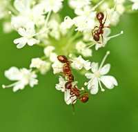 Ants on Sweet Cicely