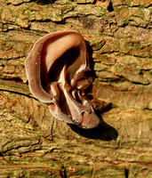 Tree Ear