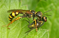 Field Digger Wasp - Mellinus arvensis