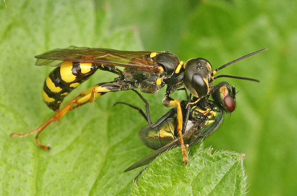 Field Digger Wasp - Mellinus arvensis