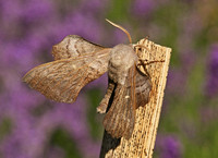 Poplar Hawk-moth - Laothoe populi