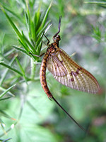 Other insects