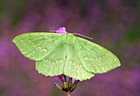 Large Emerald - Geometra papilionaria