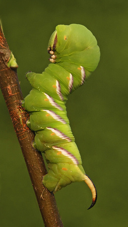 Privet Hawkmoth caterpillar - Sphinx ligustri