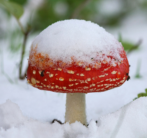 Fly Agaric in the snow