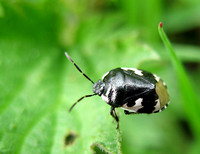 Pied shield bug - Tritomegas bicolor