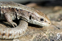 Common Lizard - Zootoca vivipara