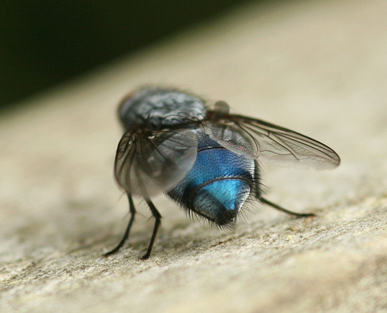 I'm running around like a blue-arsed fly