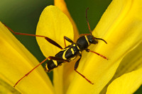 Wasp Beetle - Clytus arietis