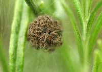 Nursery-web spiderlings
