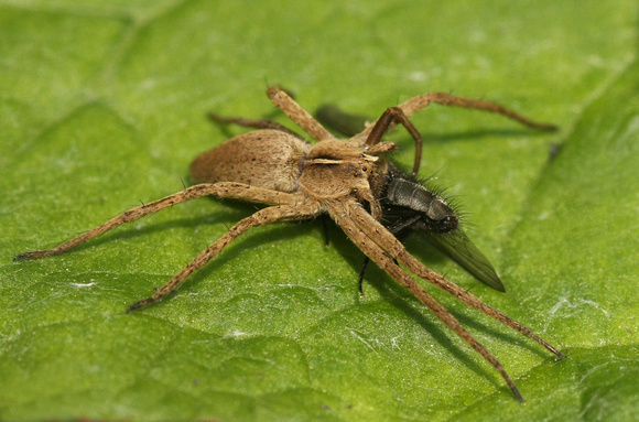 Nursery web spider and fly