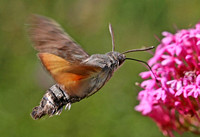 Hummingbird Hawkmoth - Macroglossum stellatarum