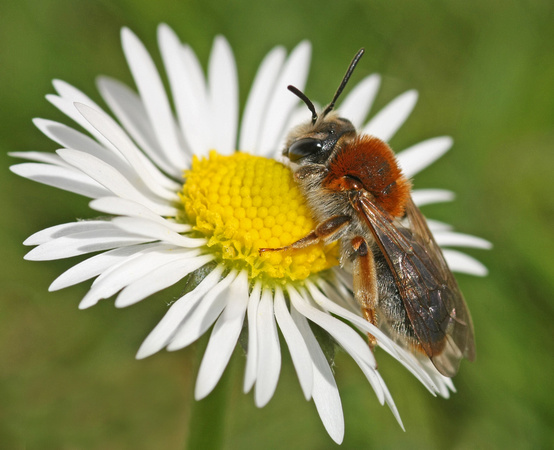 Mining bee - Andrena haemorrhoa