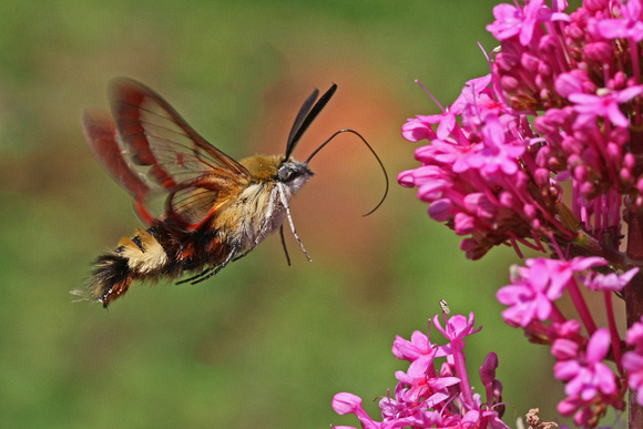 Broad-bordered Bee Hawkmoth - Hemaris fuciformis