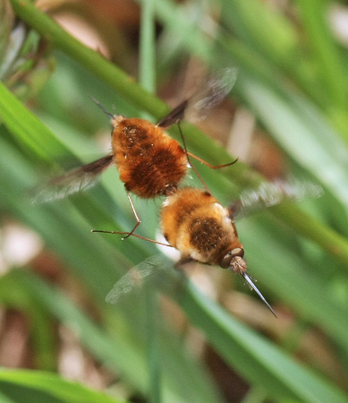 Bee flies mating