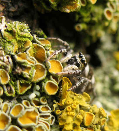 Lurking in lichen