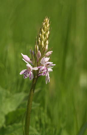 Common Spotted-orchid - Dactylorhiza fuchsii