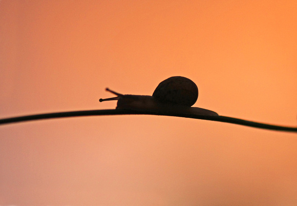 Snail at sunset