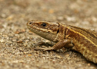Common Lizard - Zootoca vivipara