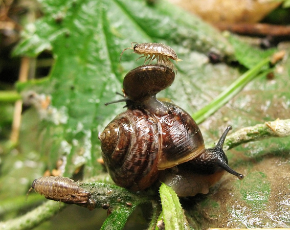Woodlouse on a snail on a snail