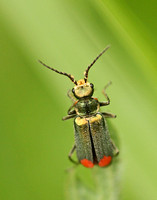 Malachite Beetle - Malachius bipustulatus