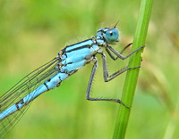 Common Blue Damselfly - Enallagma cyathigerum