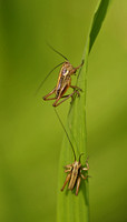 Roesel's Bush Crickets - Metrioptera roeselii